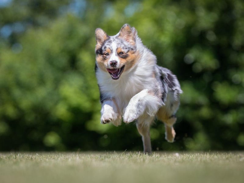 Despite the name, the Australian Shepherd doesn't actually come from Down Under. It was developed in California in the 19th century as a working dog in the vast ranches of the Wild West.