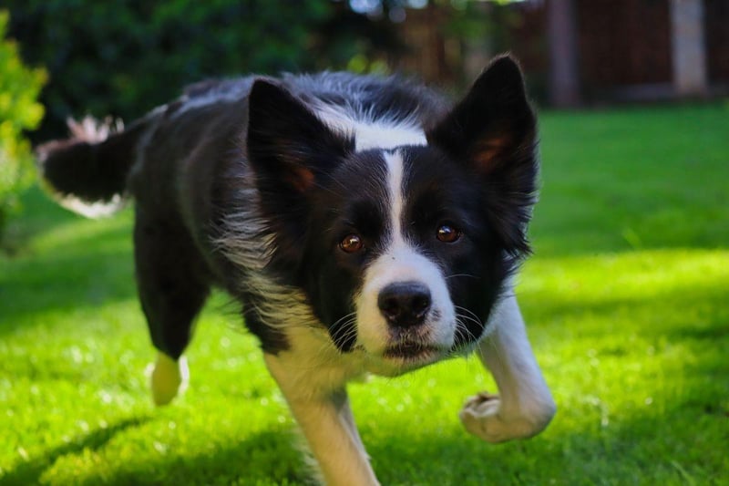 One of the most intelligent breeds of dog in the world, the Border Collie earned just over 5 per cent of votes. This dog has traditionally been used for herding but is also a popular family dog for those with larger gardens.