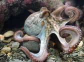 Octopus are thought to have a level of intelligence similar to a dog or a three-year-old child (Picture: Fred Tanneau/AFP via Getty Images)