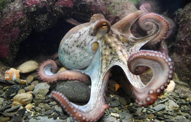 Octopus are thought to have a level of intelligence similar to a dog or a three-year-old child (Picture: Fred Tanneau/AFP via Getty Images)