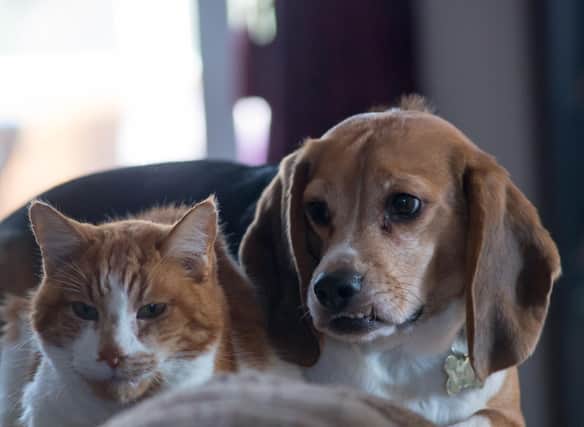 The two most popular pets in Britain don't always have to fight like cat and dog.