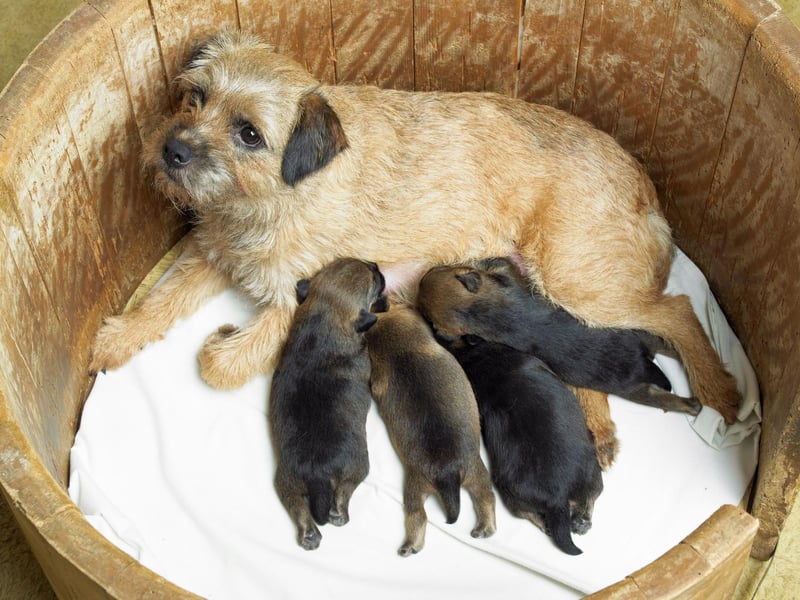 The Border Terrier was only recognised by the UK Kennel Club in 1920 - fully eight years after the first registration of the breed under the 'Any Other Variety' category. The first Border Terrier ever registered was called The Moss Trooper.