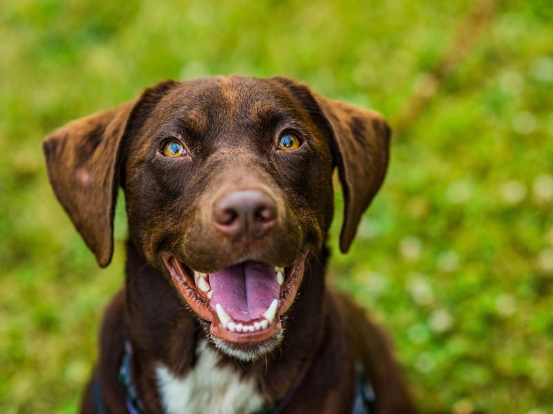 Your dog's body temperature should be consistant. Check it when you know your dog is healthy so you can compare to determine if there has been a sharp increase or decrease.