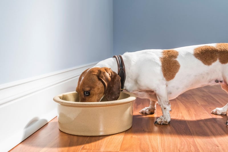 Even the biggest Dachshund fan would admit that their adored sausage dogs can be fairly stubborn. This is certainly the case when it comes to food - their tried-and-tested favourite meal one day might be rejected for no good reason the next. The key is to be firm, and not be forced into giving them treats to tempt them back to their supper.