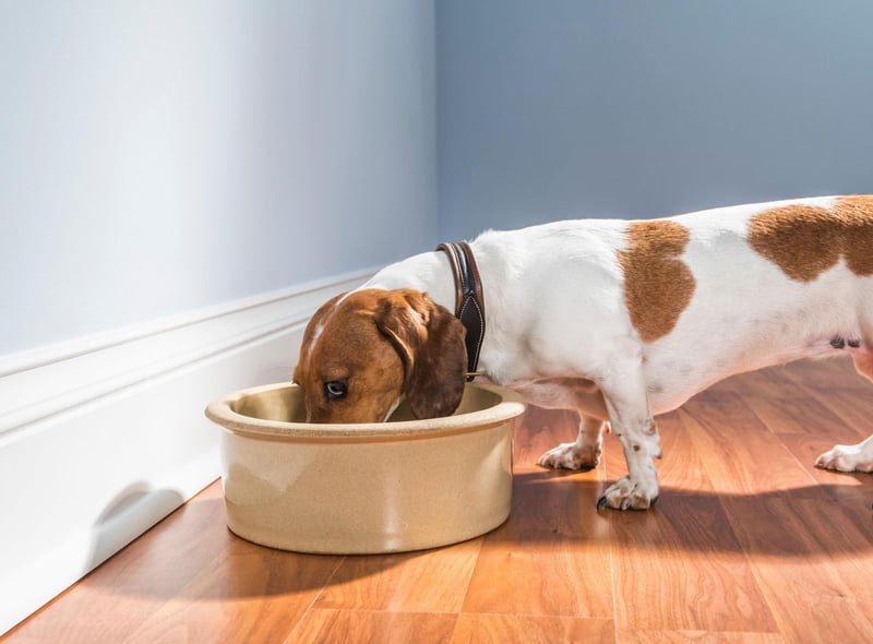 Even the biggest Dachshund fan would admit that their adored sausage dogs can be fairly stubborn. This is certainly the case when it comes to food - their tried-and-tested favourite meal one day might be rejected for no good reason the next. The key is to be firm, and not be forced into giving them treats to tempt them back to their supper.