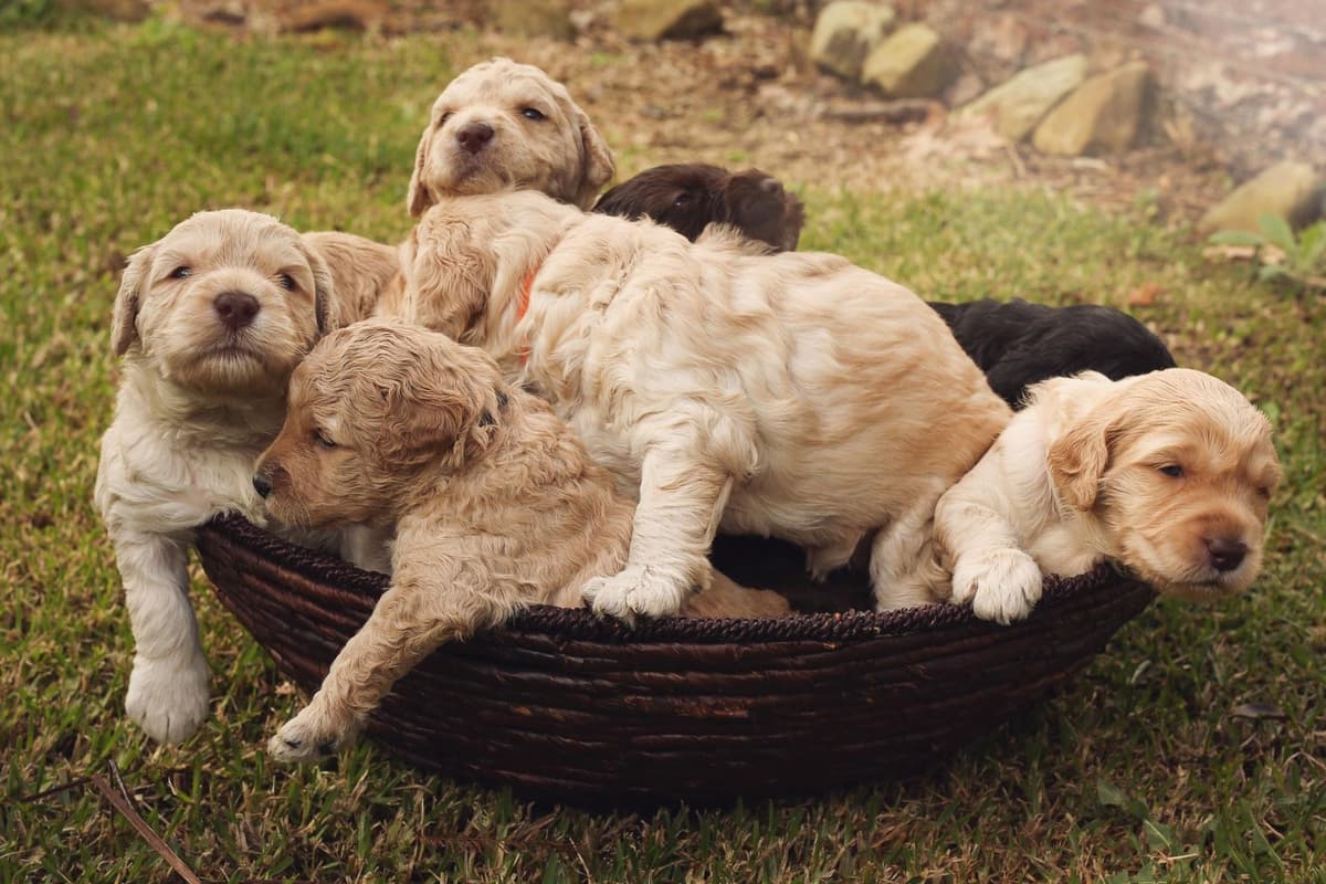 10 of the most popular crossbreed dogs