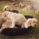 These are 10 of the most popular crossbreed dogs.