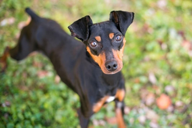 Coming in two sizes - toy and standard - expect to pay around £1,000-£1,500 for a Manchester Terrier.
