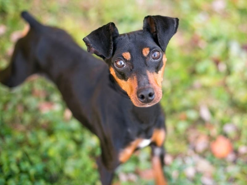 Coming in two sizes - toy and standard - expect to pay around £1,000-£1,500 for a Manchester Terrier.