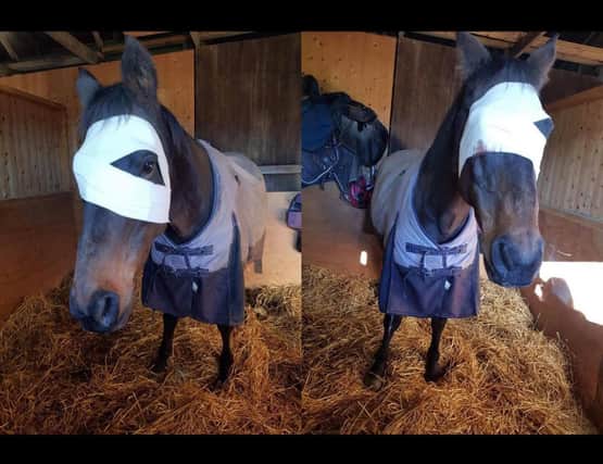 The horse now faces losing an eye, or being put down due to the damage (Pic: Fubar News)