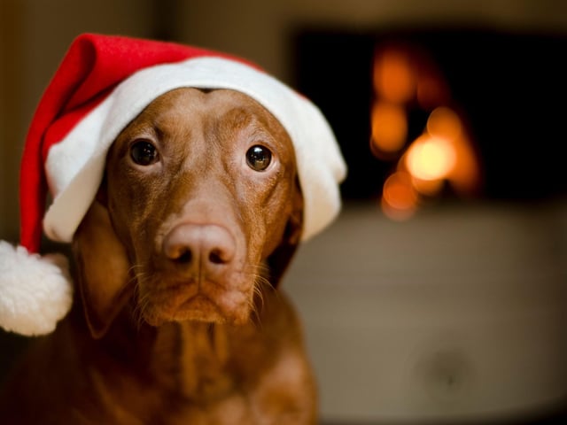 If you find your pet using your beautiful Christmas tree as an opportunity to pee inside or eat your decorations then go back to basic house training, after all they aren’t to know the tree hasn’t been brought in for their convenience. Don’t react to the accident, simply clean it up and reward your pet the next time they go out, they’ll soon get the picture. It’s also worth keeping your doors shut and supervising your pets in decorated rooms.