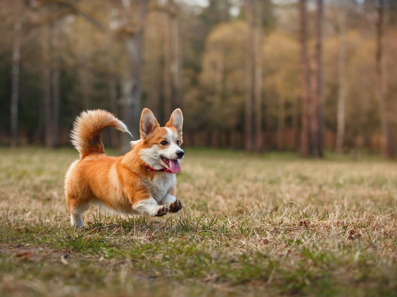 No Welsh Corgi has ever been awarded Best in Show in the history of Crufts. One came close though - in 1955 the reserve Best in Show was a Pembroke Welsh Corgi called Kaytop Maracas Mint.