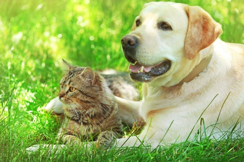 Enthusiastic and outgoing, the Labrador Retriever is one of the friendliest breeds you can meet. They may chase a cat they don't know, but will should become firm friends with felines that are part of their household.