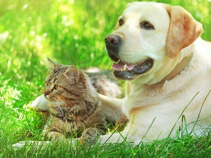 Enthusiastic and outgoing, the Labrador Retriever is one of the friendliest breeds you can meet. They may chase a cat they don't know, but will should become firm friends with felines that are part of their household.