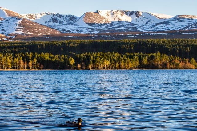 The two hour walk around Loch Morlich is one of the most beautiful - and accessible - in the Cairngorm National Park. The reflection of the Cairngorm Mountains in the Highland waters is only improved by a dusting of snow.