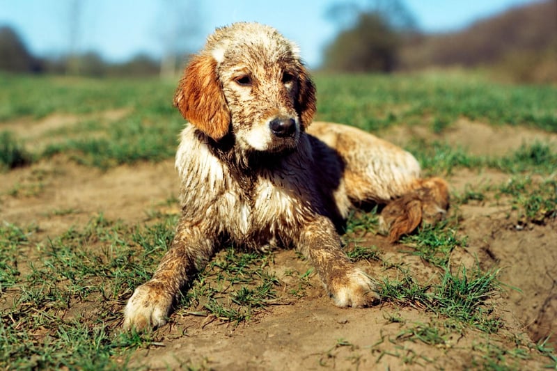 Like us, our dog’s come into contact with lots of different types of bacteria and fungus, which mean their bed can become a sea of mites, fleas and ticks if not cleaned regularly. These organisms can survive on fabric for up to 12 months which is why dog beds should be washed regularly for optimum dog hygiene and to prevent flea infestations.