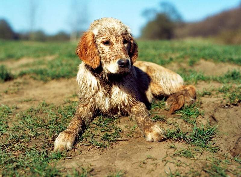 Like us, our dog’s come into contact with lots of different types of bacteria and fungus, which mean their bed can become a sea of mites, fleas and ticks if not cleaned regularly. These organisms can survive on fabric for up to 12 months which is why dog beds should be washed regularly for optimum dog hygiene and to prevent flea infestations.