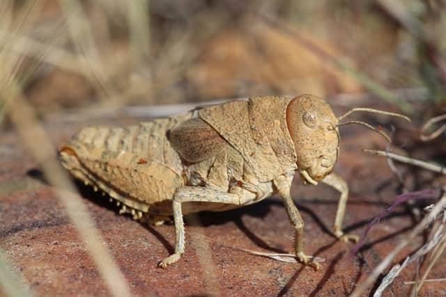 Insect populations are declining across the world due to human activities and climate change, but there are things we can all do to boost their survival chances
