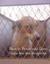 Bingo after he was captured - Louise Smith/ Animal News Agency
