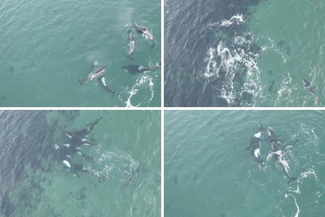 A drone captured images of the orcas playing off the coast of Shetland.