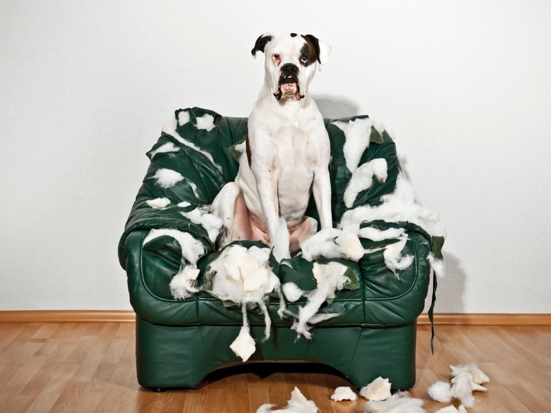 Scratching at furniture, from wooden dining chairs and staircases to sofas and armchairs, is an expensive headache for 31 per cent of dog parents.