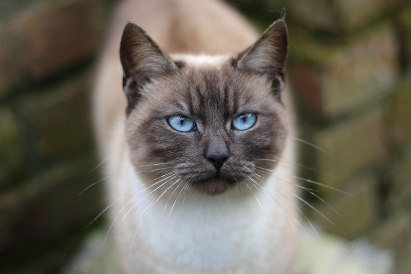 If you're looking for a cat breed that will never leave you bored, the Siamese cat is the one for you. Be aware though, the Siamese cat has been known to be prone to sight issues and, occasionally, ashtma.