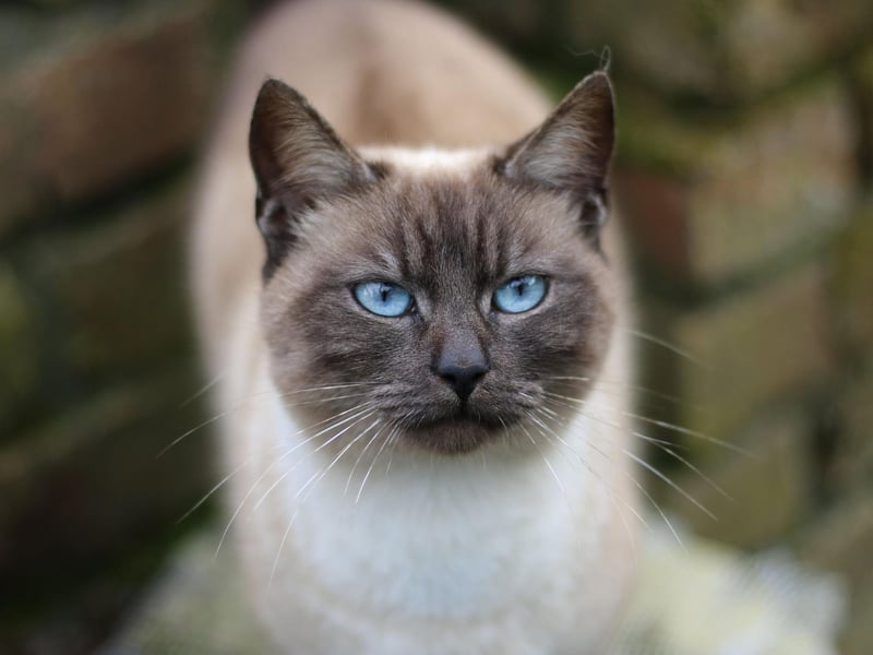 If you're looking for a cat breed that will never leave you bored, the Siamese cat is the one for you. Be aware though, the Siamese cat has been known to be prone to sight issues and, occasionally, ashtma.