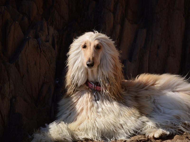 The Afghan hound may be elegant and loving, but it can be a nightmare to train. The American Kennel Club descrives it as "the challenge of training and independent hound" that has a habit of being "aloof". Positive reinforcement (in other words, plenty of treats) is your best chance of getting this breed to sit and stay.