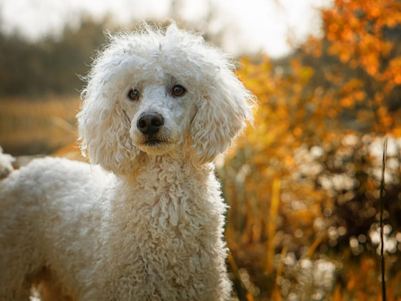 With 209 credited screen roles, the charismatic poodle comes third on our list. Notable screen appearances include in Breakfast at Tiffany's, April in Paris and The Manchurian Candidate.