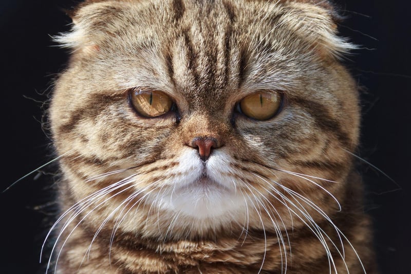 The Exotic Shorthair is a breed that loves playtime with their owner. Sweet and caring, the breed will that often show its curious side.