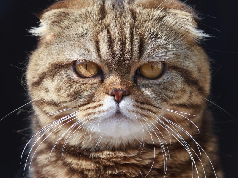 The Exotic Shorthair is a breed that loves playtime with their owner. Sweet and caring, the breed will that often show its curious side.