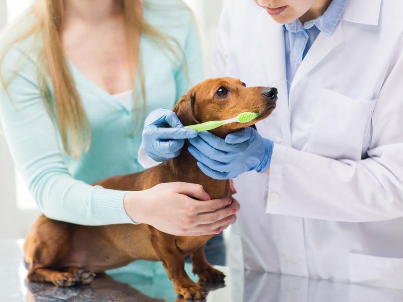 You can help to get your dog used to having their mouth touched by gently rubbing a soft cloth along their gums. Gradually move on by using a brush that fits over your finger. This will help to get your dog used to the feeling of their teeth being brushed.