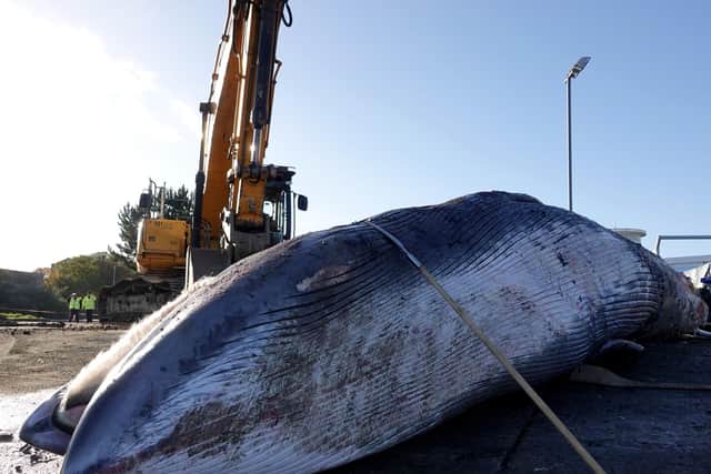 Massive: The remains of the Sei whale next to a crane.
