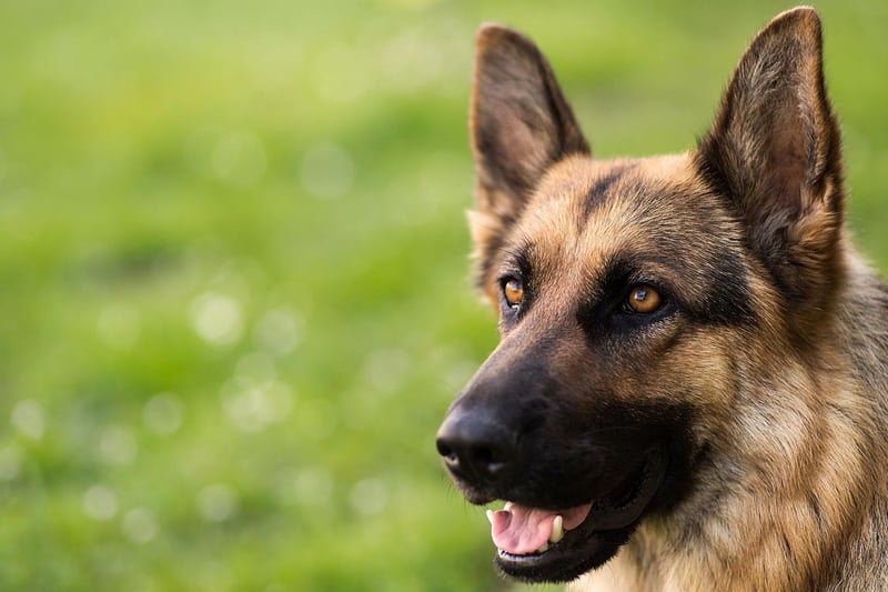 Used for everything from drug detection to sniffing out explosives, the German Shepherd is another breed in the top tier of canine intelligence - understanding a new command after only five repititions and following the command at least 95 per cent of the time.