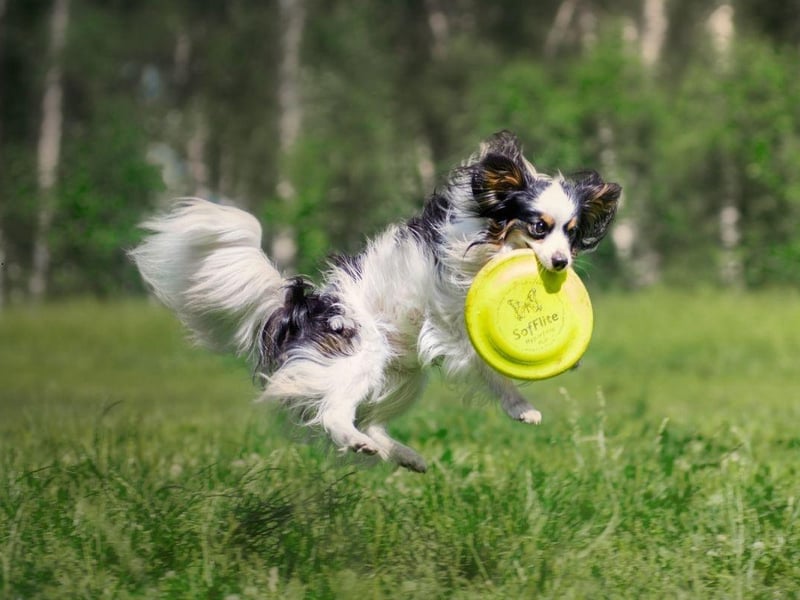 The only small dog to make the top 10 is the Papillon, who are also the most agile of the more diminutive breeds.
