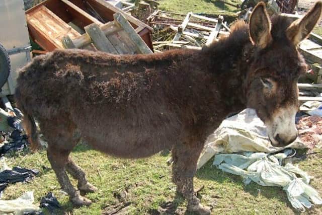 Eleven donkeys were in very poor condition and two had to be put to sleep. (pic: SSPCA)