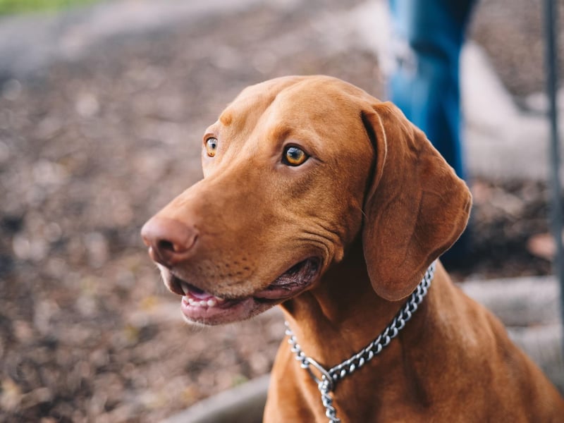 Vizslas have the usual skillset required for guide dogs - being easy to train, sociable, loyal and obendient. They also have the added benefit of being one of the breeds of dog that need the least amout of grooming - a wipe down with a damp cloth is usually all that's needed.