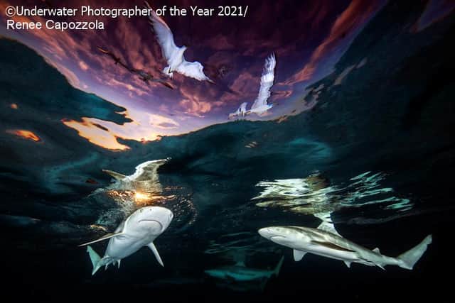 Underwater Photographer of the Year 2021: Mesmerising pictures grace the winner's gallery as competition winner announced