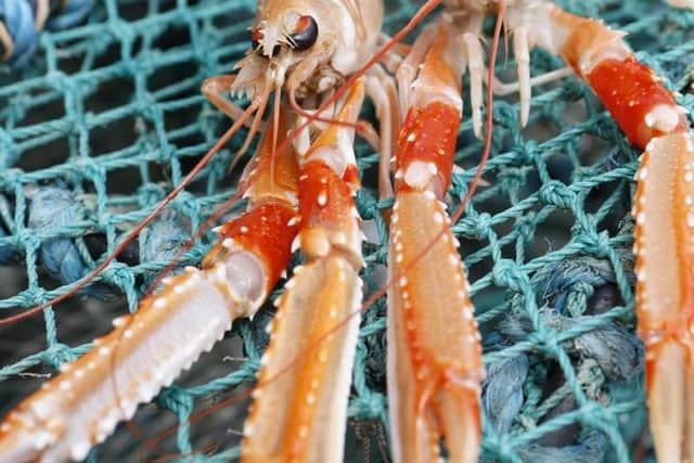The event will It highlight the quality and amount of langoustine caught in our waters.