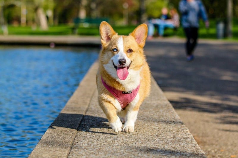In her lifetime, Queen Elizabeth II owned over 30 Corgis and they have since become iconically associated with the British royal family as a result.