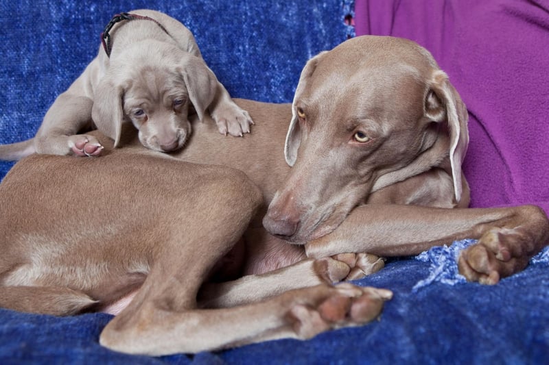 Moving on to breeds less suitable for young families, the Weimaraner is a large and beautiful dog bred to hunt big game that sometimes doesn't know its own strength and can enjoy playing rough with its human family. This is no problem when it comes to adults, but can be an issue with youngsters.