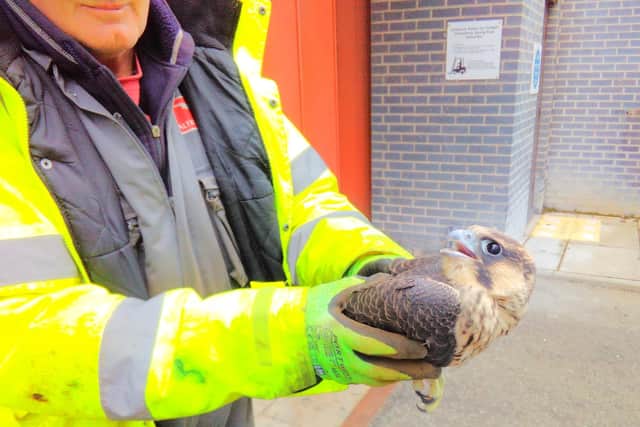 Percy is one of the peregrine falcons which has made Torness nuclear power station its home