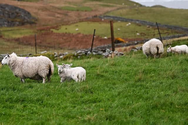 The incident has taken place on Shetland. Picture: John Devlin