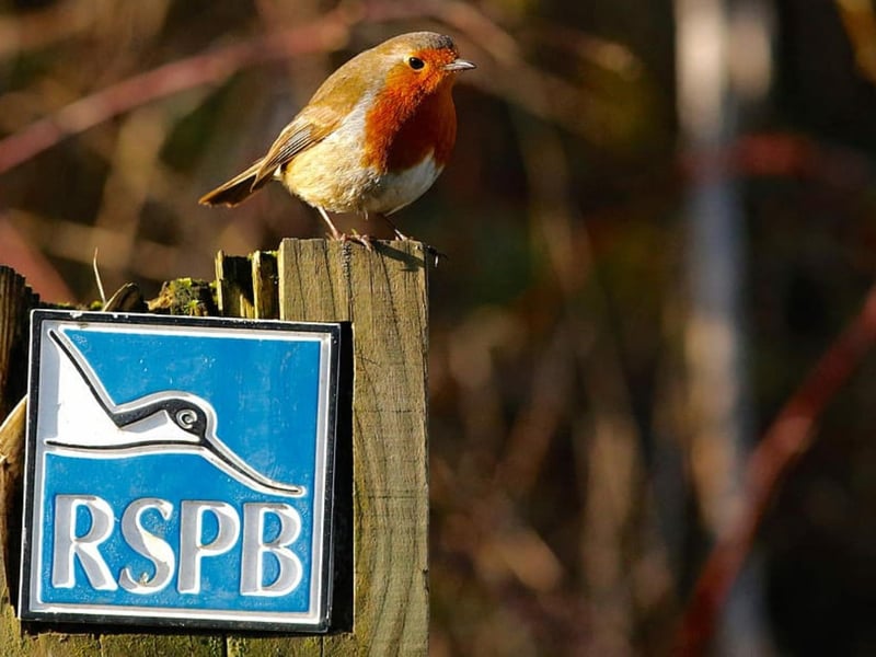 Baron’s Haugh is a nature reserve in Motherwell which offers stunning views of the Clyde and gorgeous woodland and grassland habitats. Here, you can find birds including the Common Kingfisher, Sedge Warbler, Water Rail, Goosander and Little Grebe.