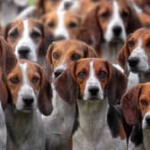 Some dogs are best avoided if you're looking for a relaxing retirement.