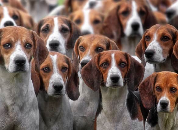 Some dogs are best avoided if you're looking for a relaxing retirement.