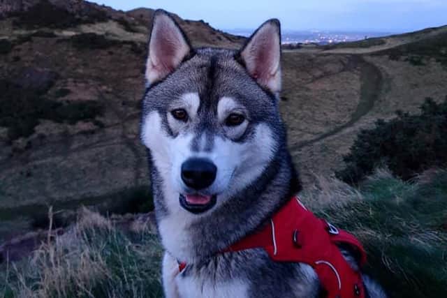 Koda the husky reported missing from Ullapool picture: supplied