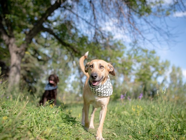 Yes and no. It depends on the other body language the wagging tail is accompanied by. If your dog is wagging their tail but is at the same time exhibiting tense or nervous body language, then this could be a sign of anxiety or even aggression. However, if your dog seems calm and relaxed and its tail is wagging, then yes, you have one happy pooch!