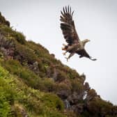 A white-tailed eagle soaring over the west of Skye. Pic: Paul Sharman-SKYEFARI