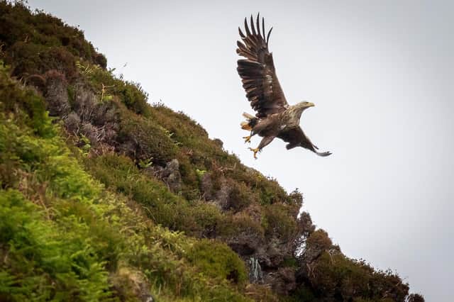 A white-tailed eagle soaring over the west of Skye. Pic: Paul Sharman-SKYEFARI